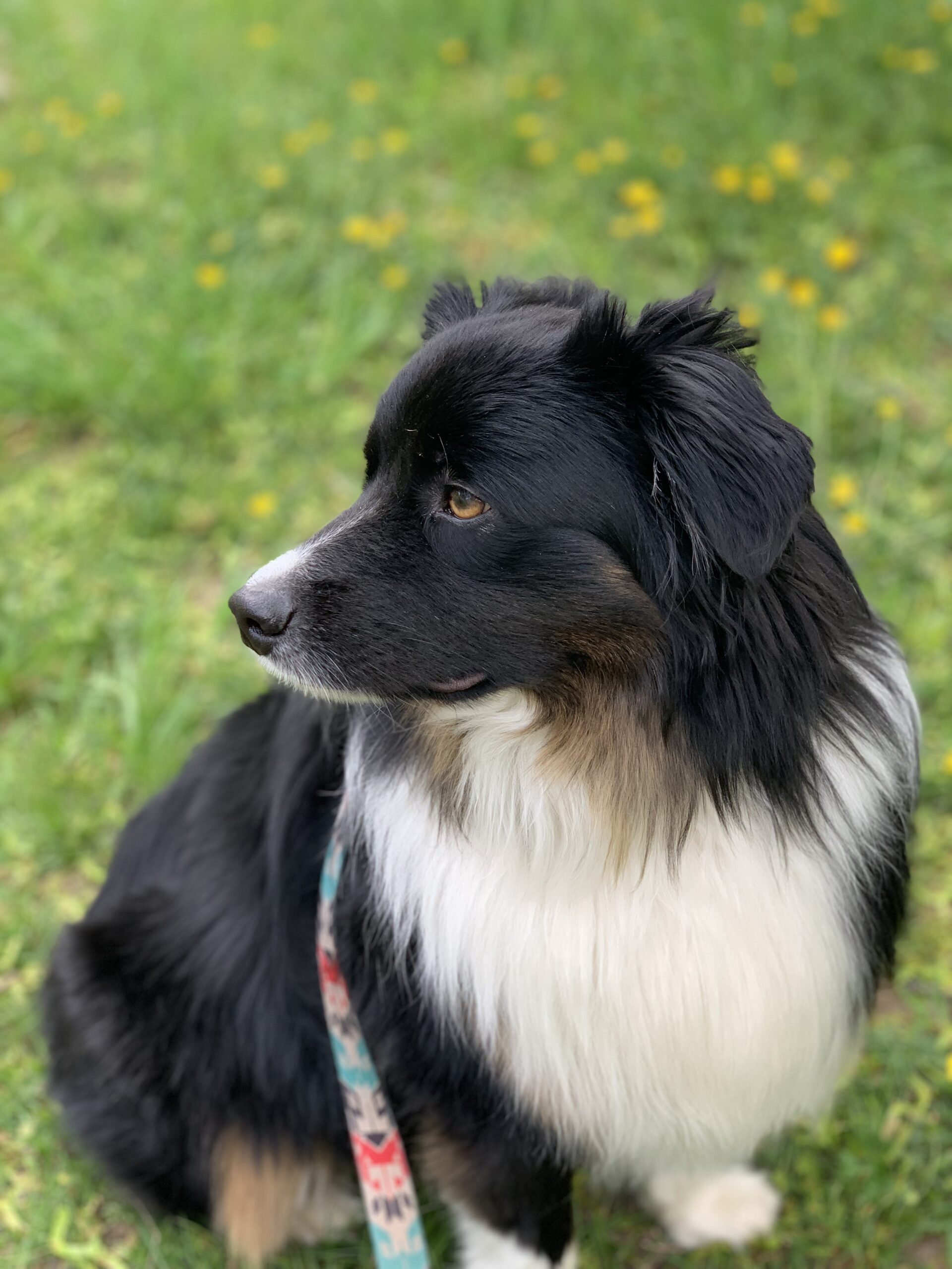 Image of Aussie dog looking to the left