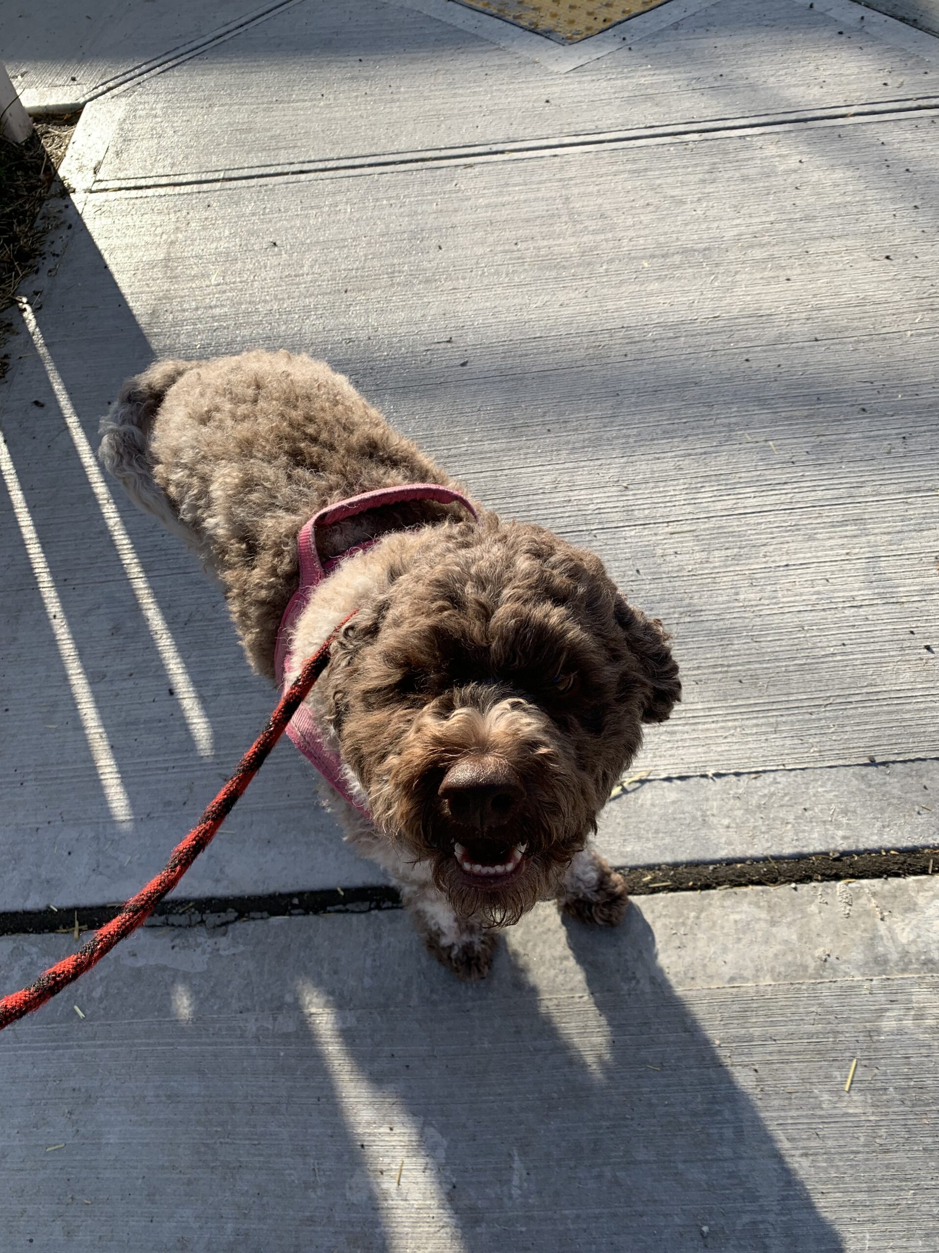 Image of a curly brown dog on leash on sidewalk looking up at camera