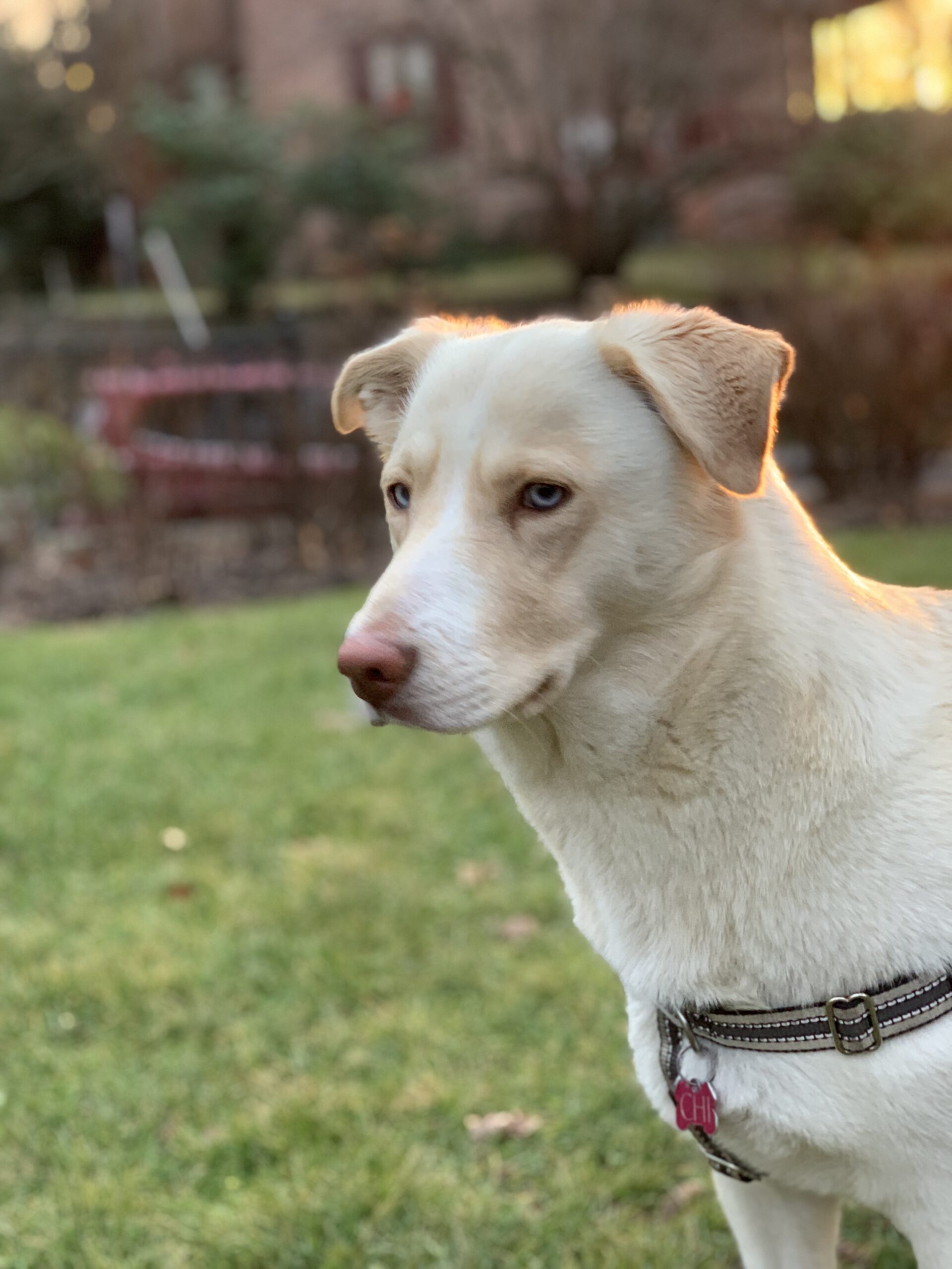 White Dog looking left in side profile