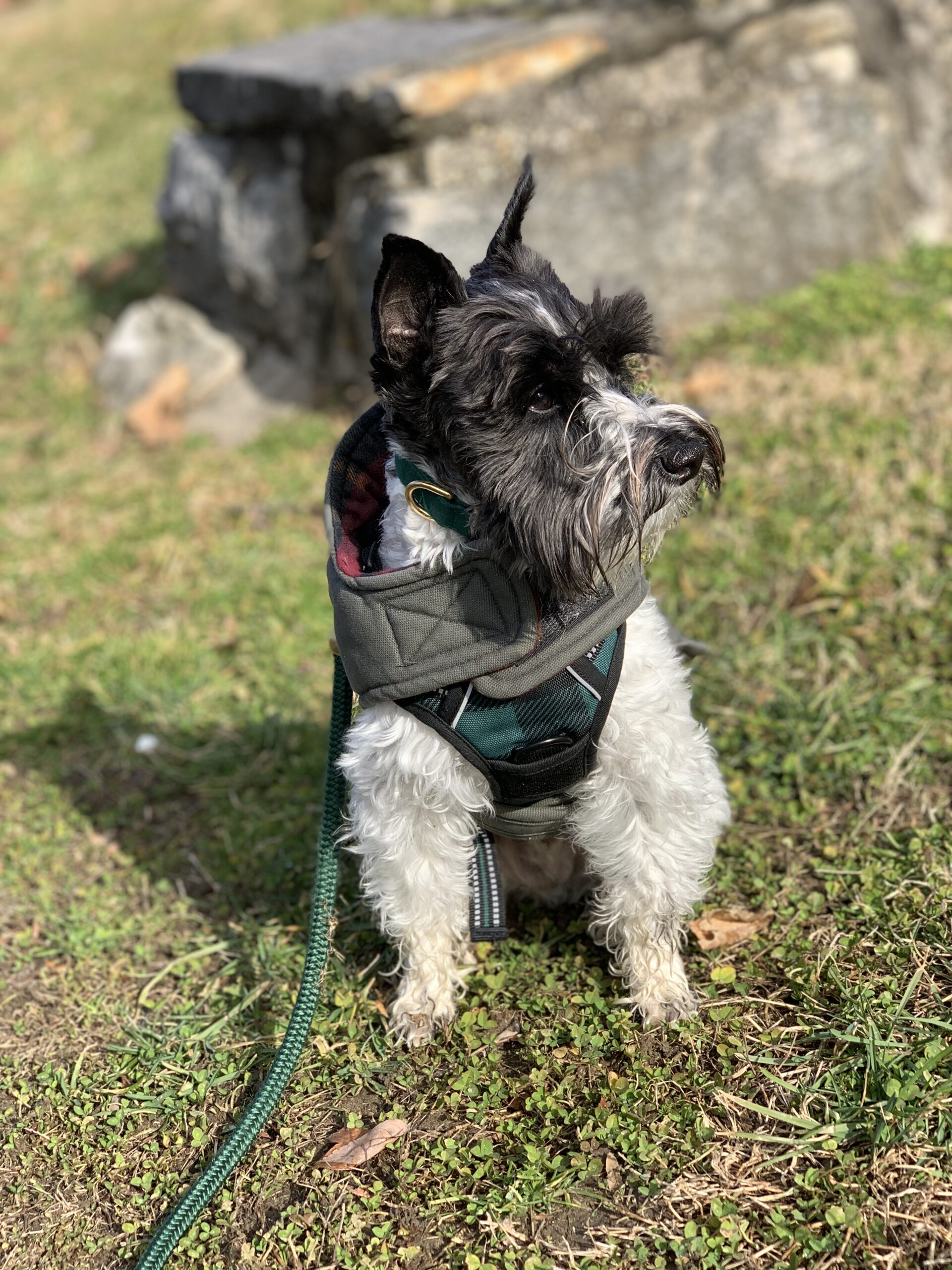 Image of Schnauzer