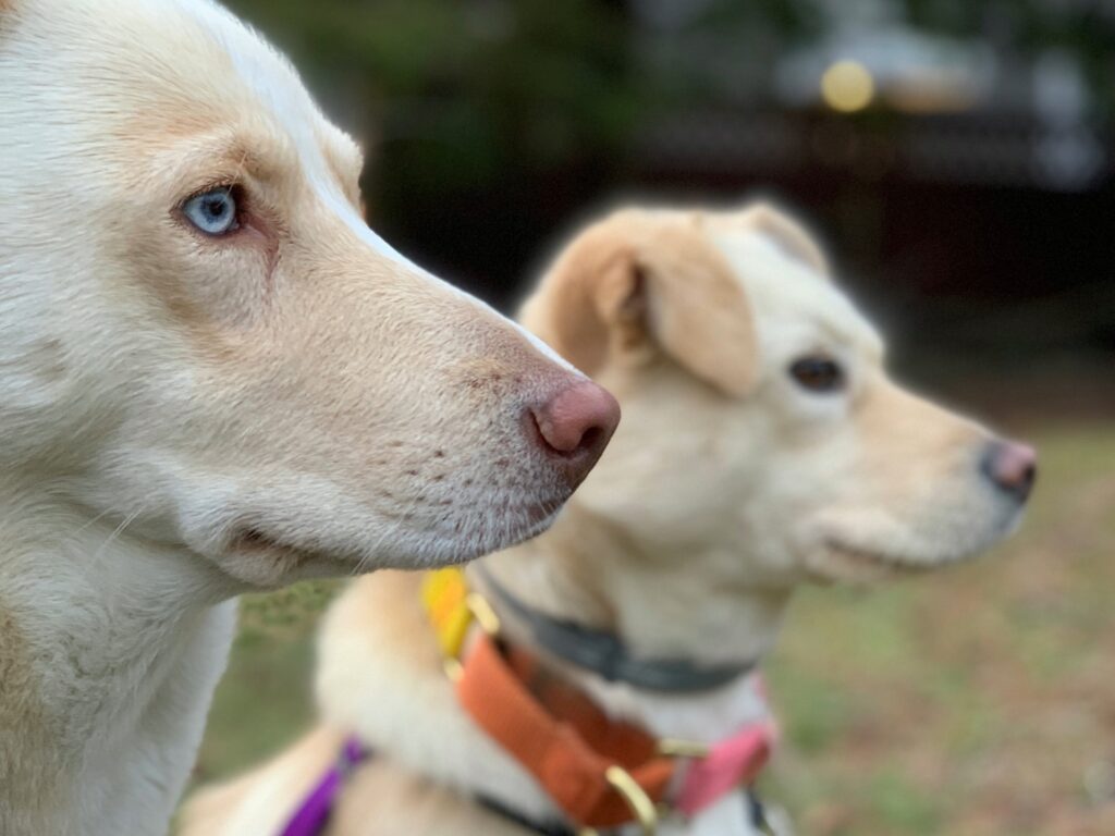 Image of white dogs face right