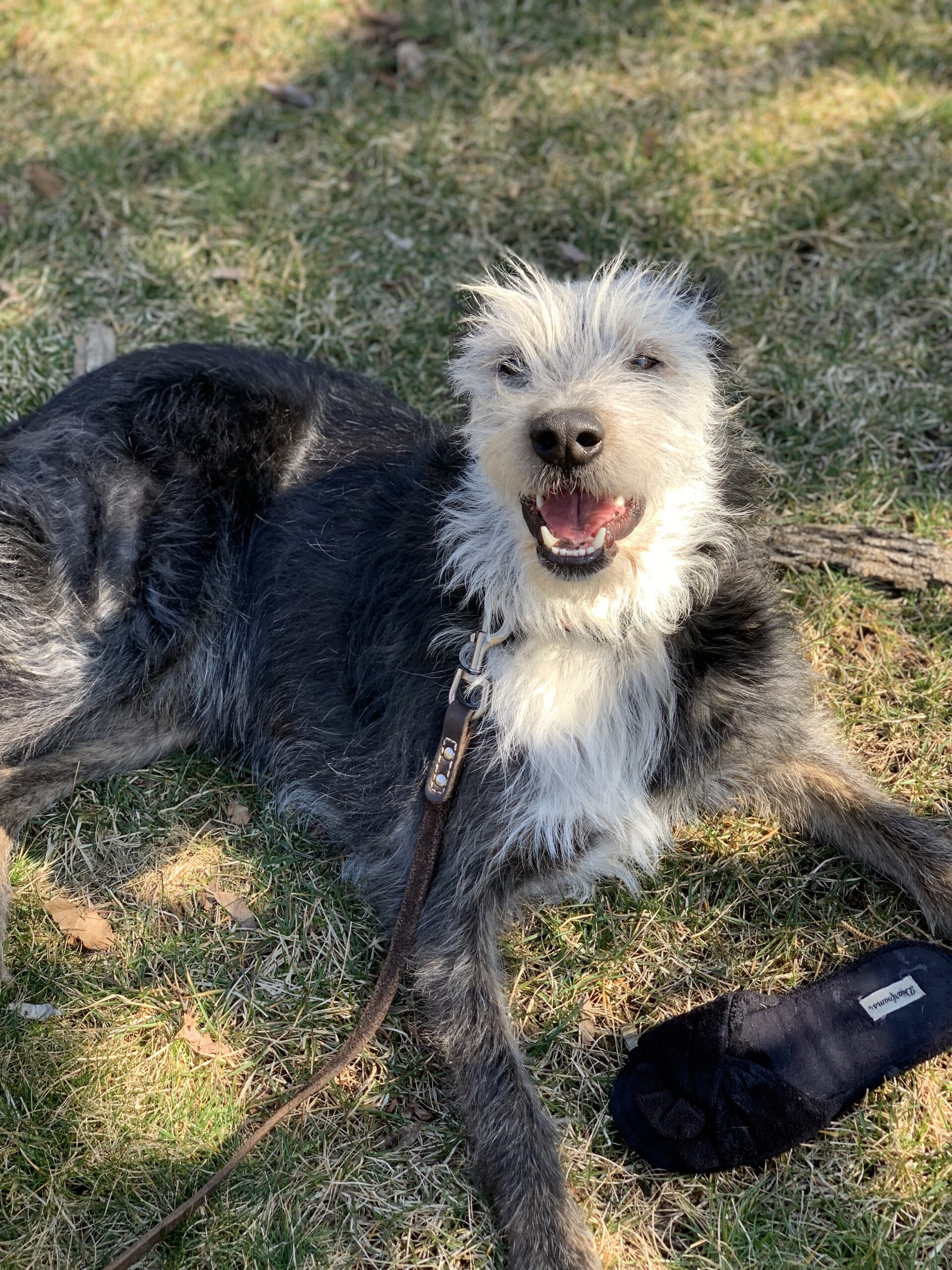 Image of white Grey Dog lying down looking at camera