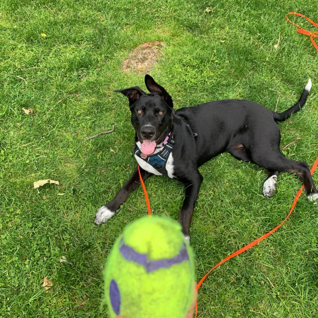 Image of black white dog lying down looking at ball facing front