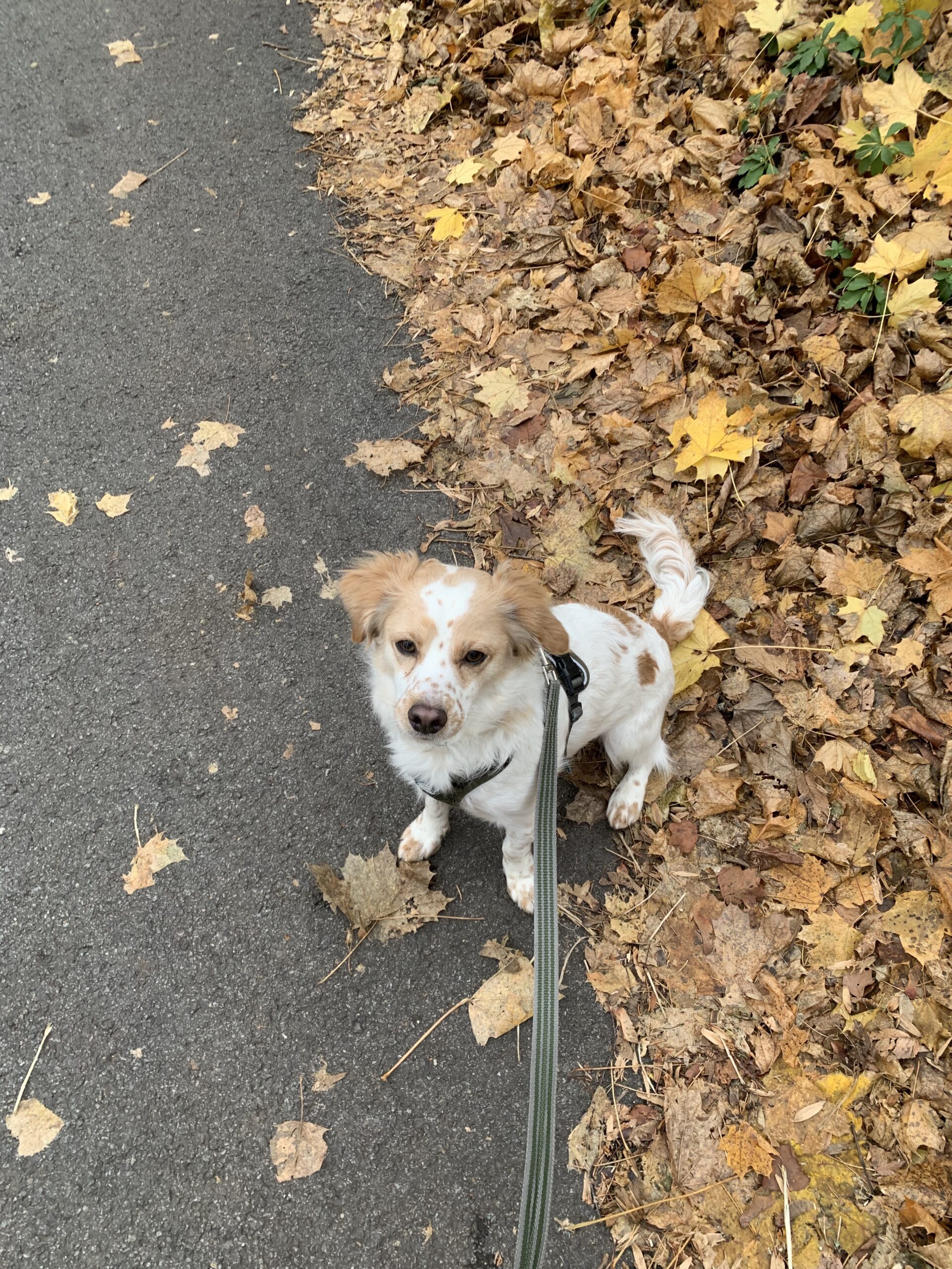 Image of small white brown dog with green leash