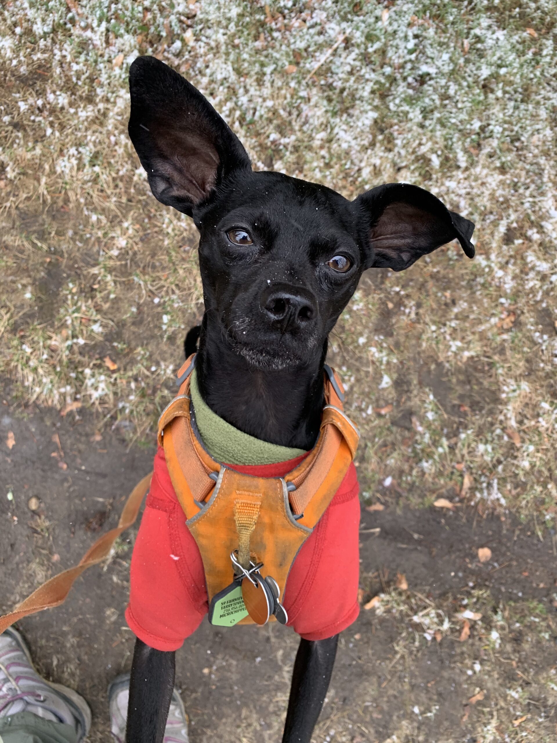 Black Dog Floppy Ears Orange Jacket Portrait