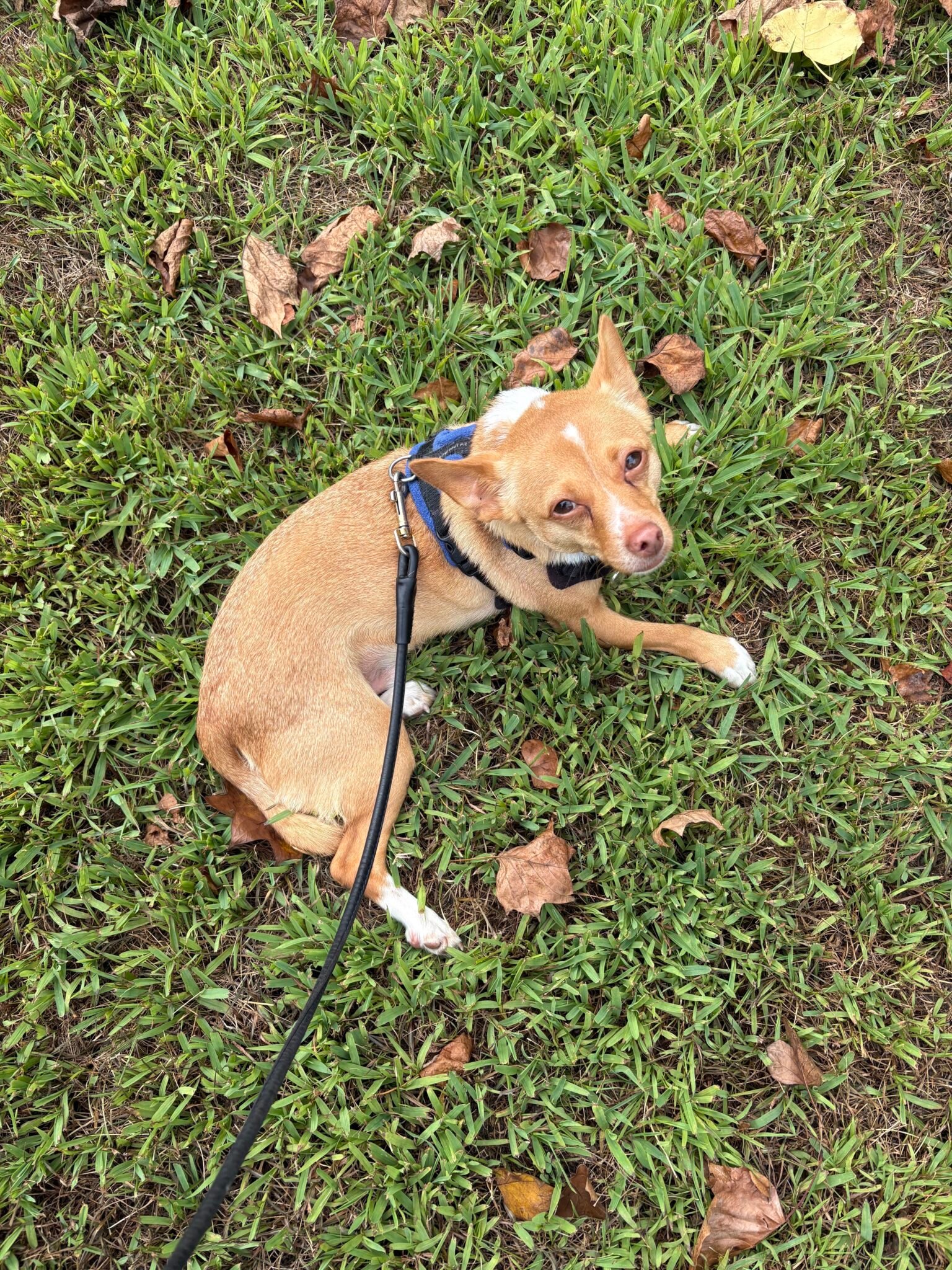 Brown Chihuahua laying down looking up harness leash